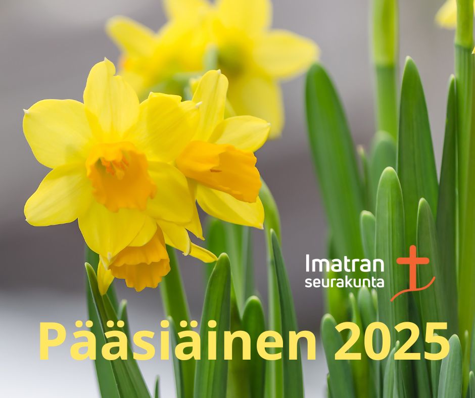 Pääsiäisen ajan ohjelma Keltaisia narsisseja